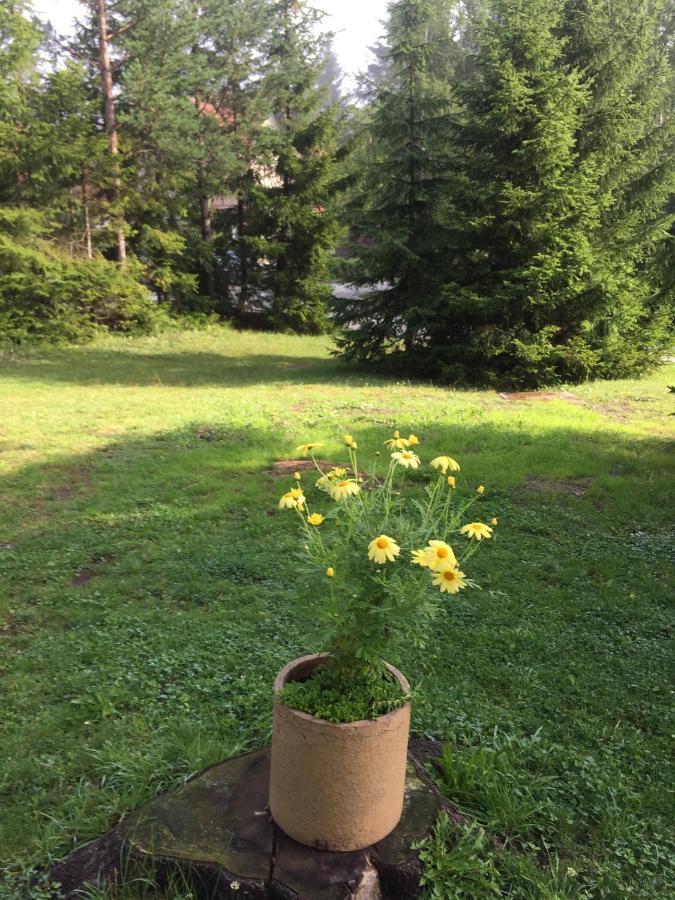 Vila Borovic Zlatibor Esterno foto