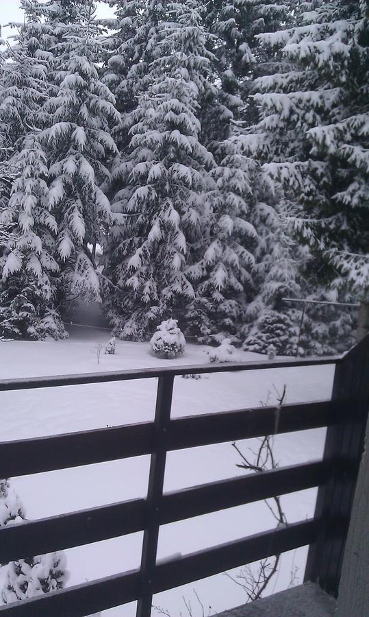 Vila Borovic Zlatibor Esterno foto